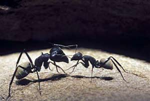 热恋中的小蚂蚁